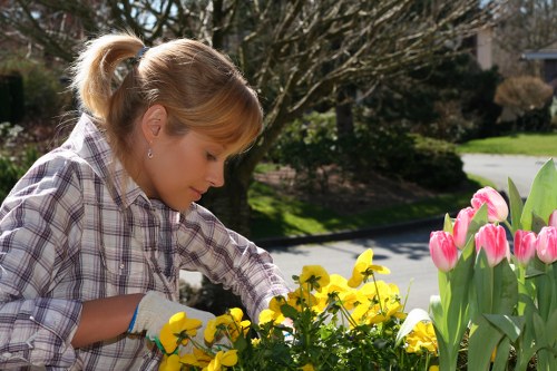 Weed, moss, and patch repair for lawns in Hayes